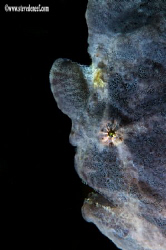 A portrait of an ancient looking Painted frogfish, Antenn... by Steve De Neef 